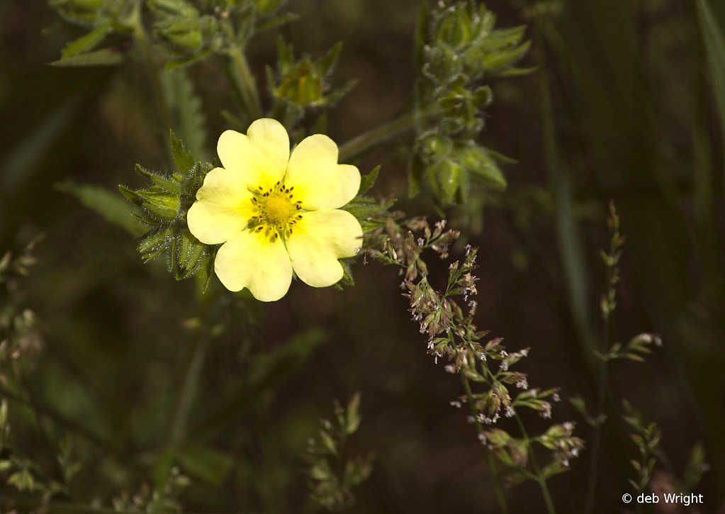 A Simple Wild Flower - ID: 16075492 © deb Wright