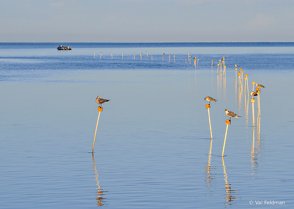 Follow the Gulls...