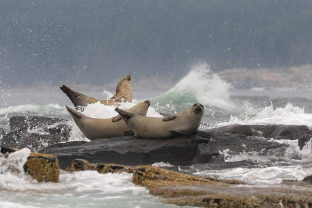 Relaxing Seals