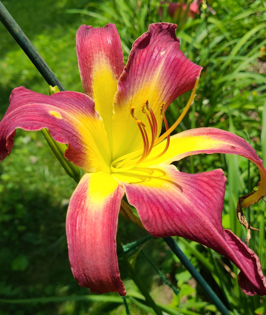 Hybrid Daylily Spider