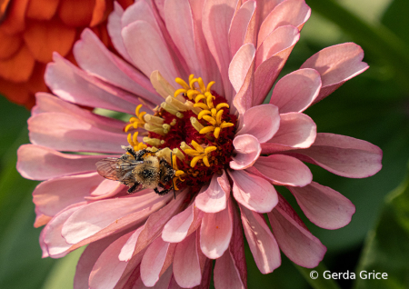 Pollen Covered Bee on Pink Zinnia