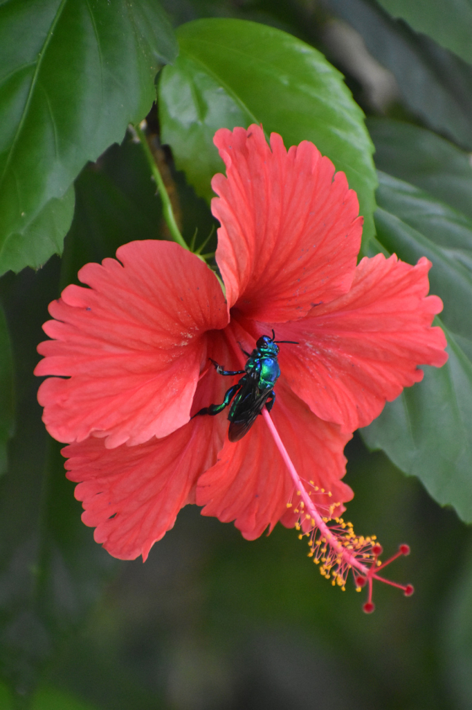 A BUG ON MY FLOWER