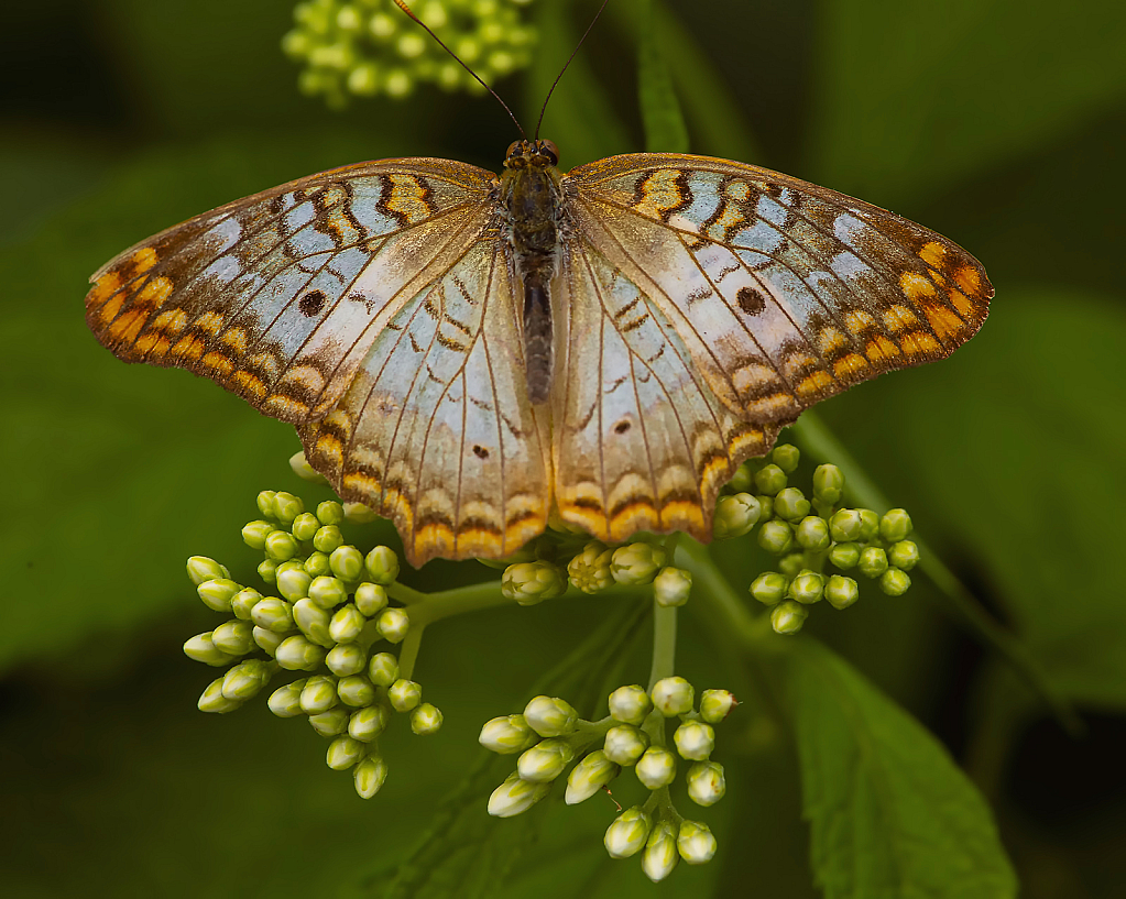 White Peacock