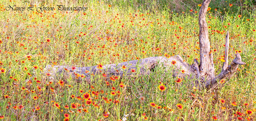 Where Indian Blankets Grow