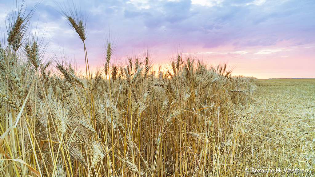 Sunrise in wheatfield North Dakota - ID: 16076893 © Roxanne M. Westman