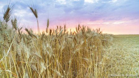 Sunrise in wheatfield North Dakota