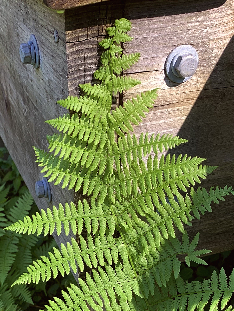 Fern