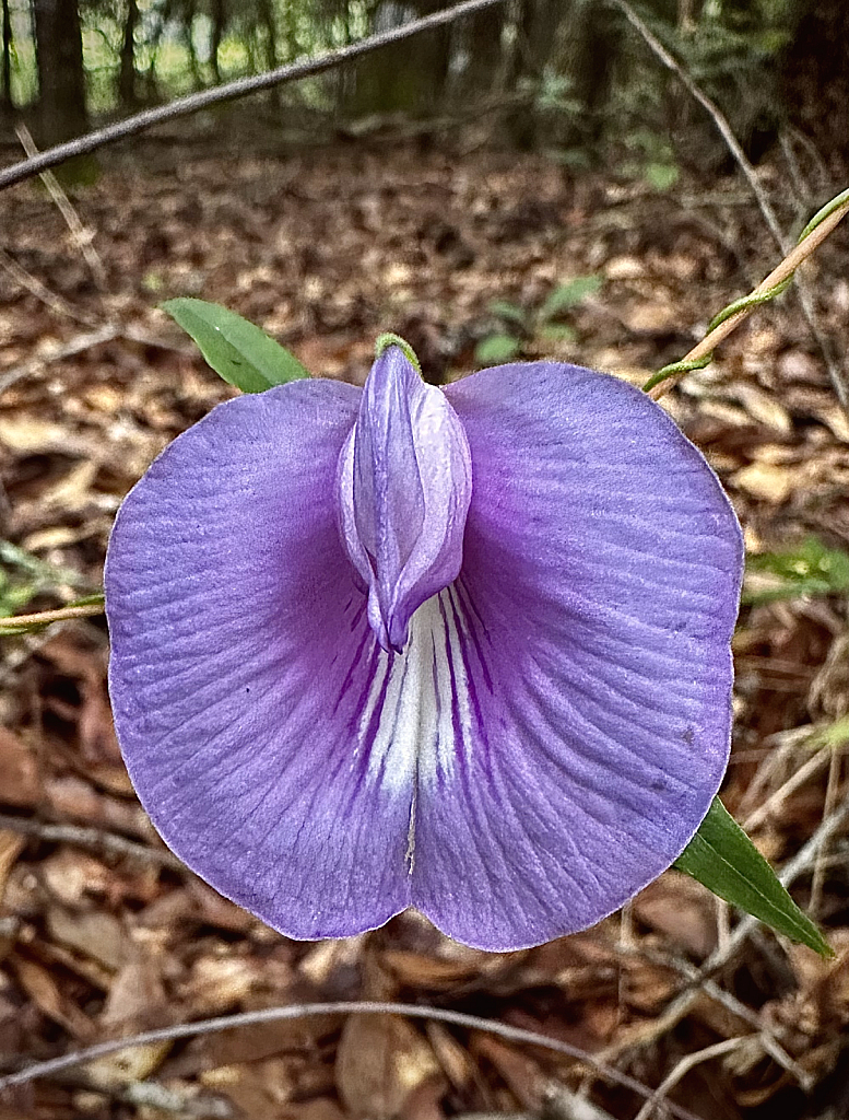 Spurred butterfly pea Blossom