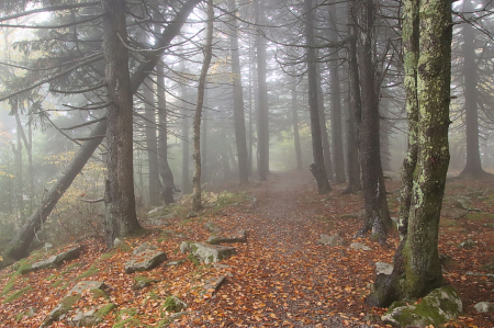 Fogged Pathway