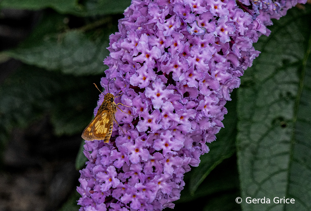 Yellowpatch Skipper on Mauve Flower Cluster