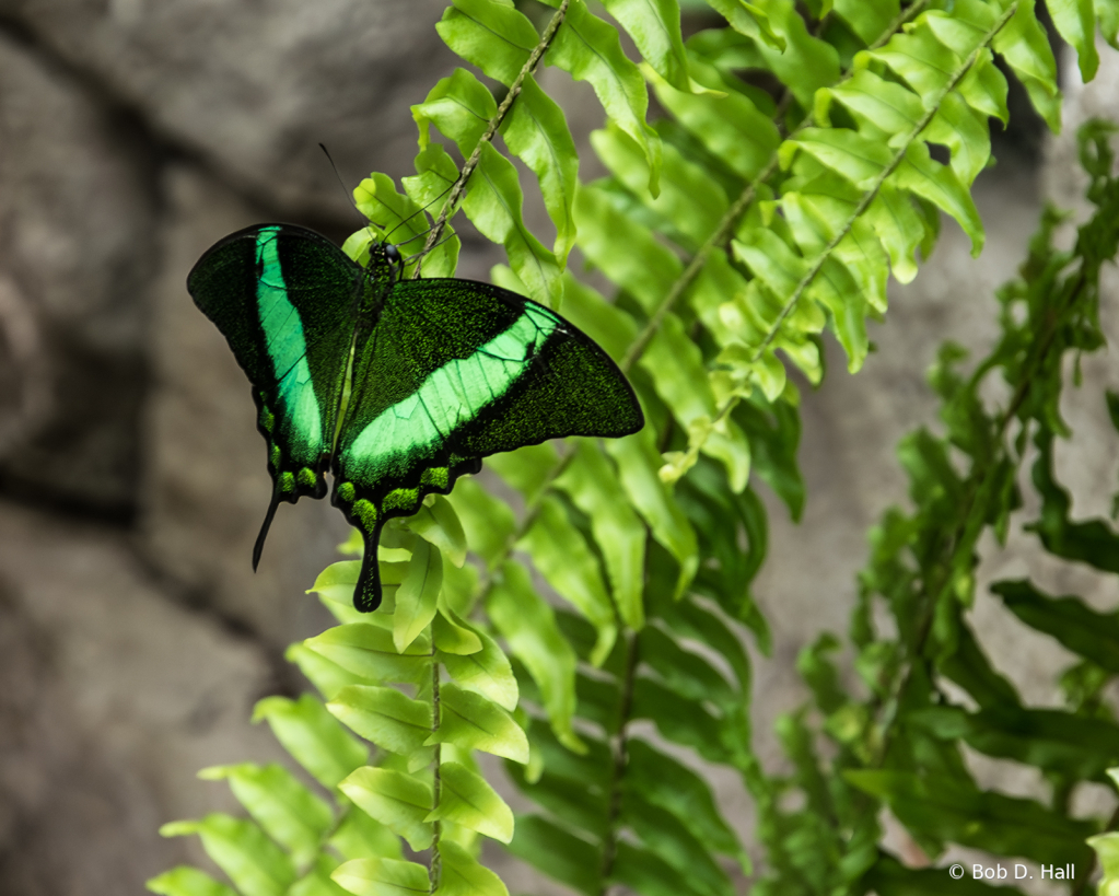 Emerald green