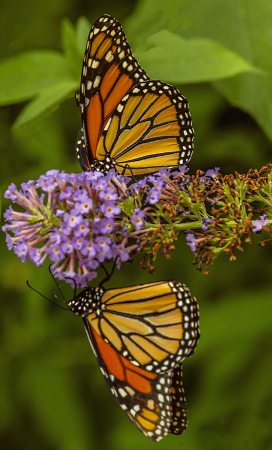 Two Monarchs