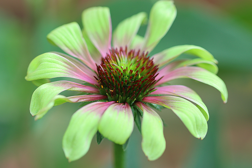 Green Twister Coneflower - ID: 16077716 © Lori A. Nevers