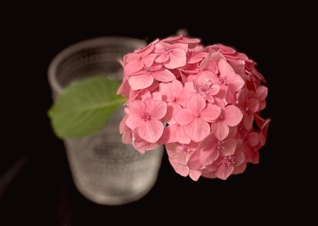 Pink Hydrangea