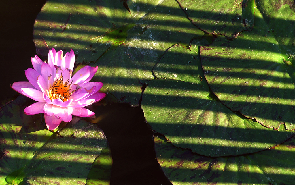 Pond Lily with Shadows