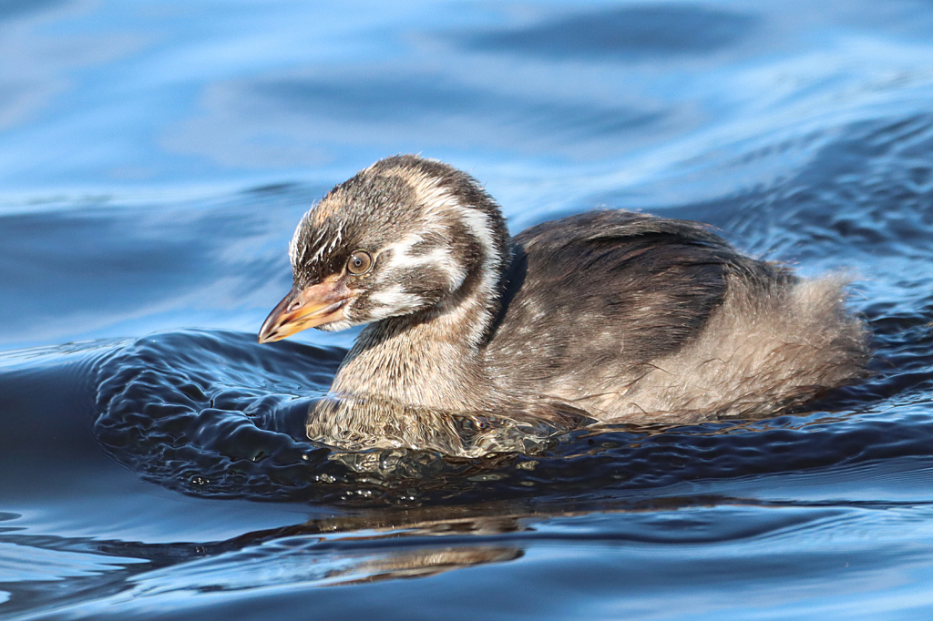 Baby Grebe