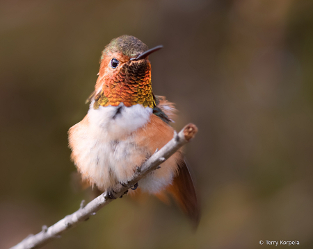 Allen's Hummingbird