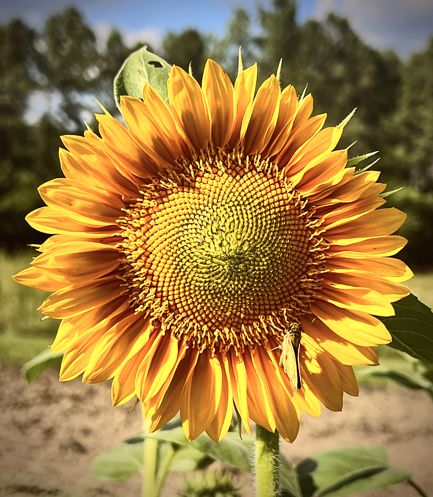 Newly Open Sunflower - ID: 16077948 © John D. Roach