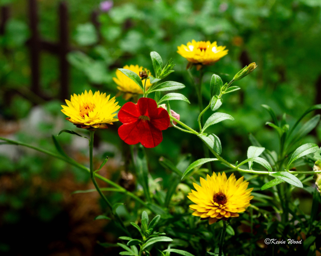 Flowers of summer