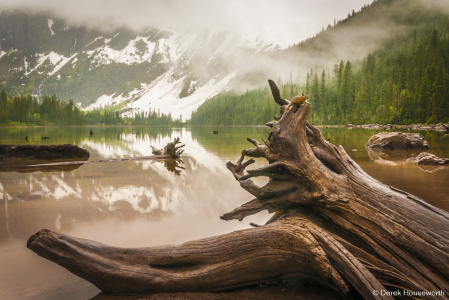 Avalanche Lake Driftwood