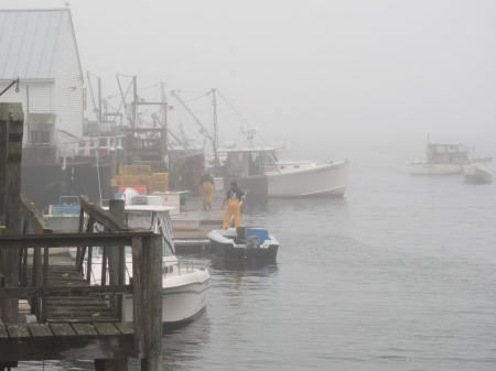 Foggy Maine