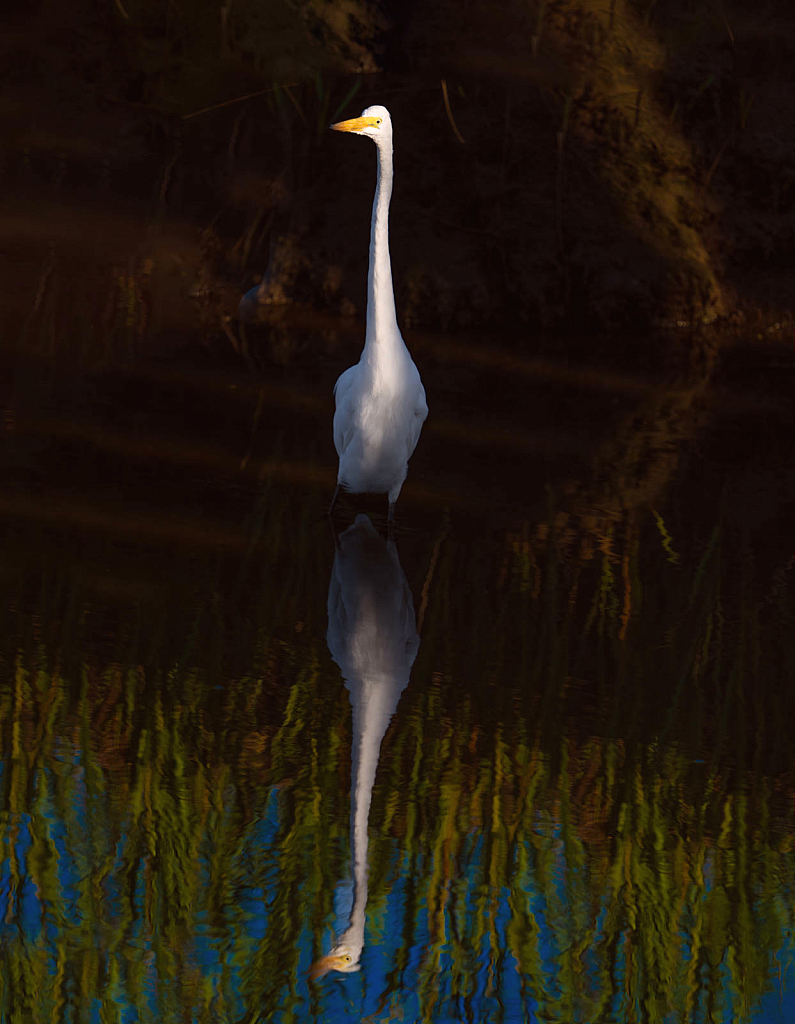 Egret in the Shadows