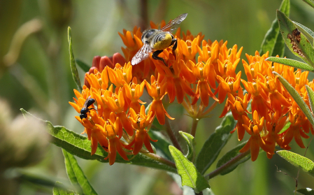 Pollinators