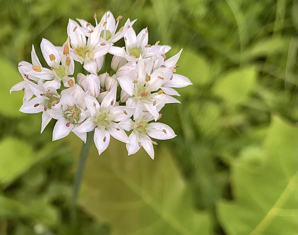 Chives