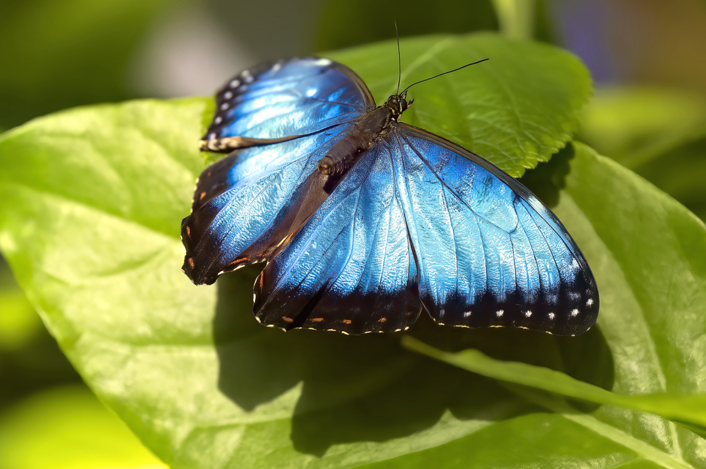 True Blue - ID: 16078211 © Kelley J. Heffelfinger