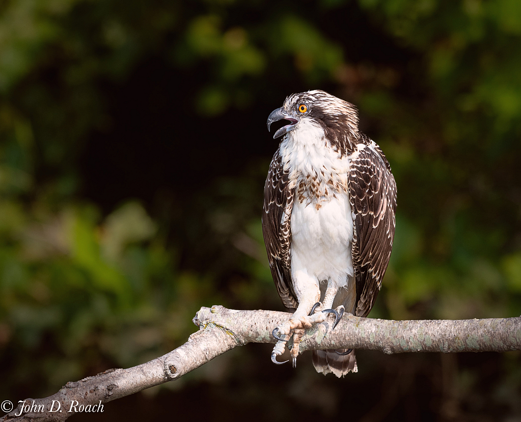 Osprey with Hurt Leg - ID: 16078218 © John D. Roach