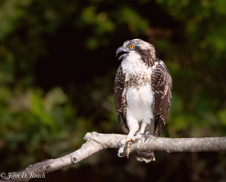 Osprey with Hurt Leg