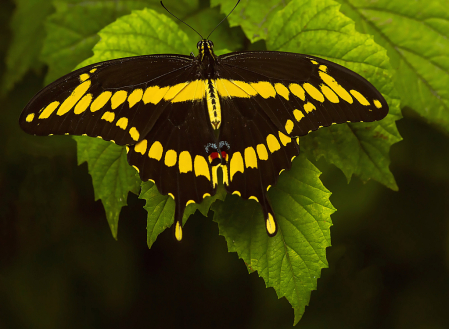 Swallowtail