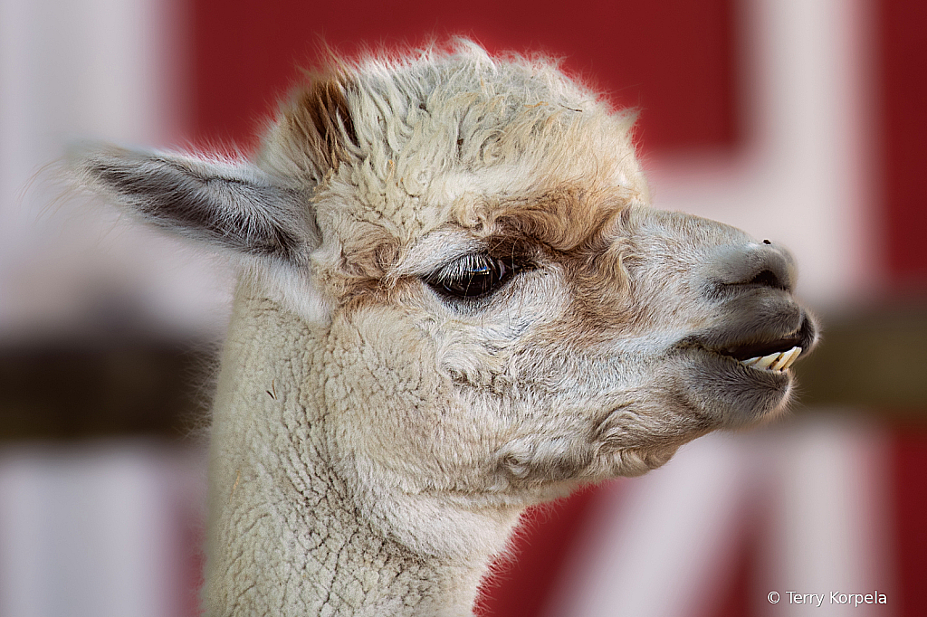 Alpaca - ID: 16078307 © Terry Korpela
