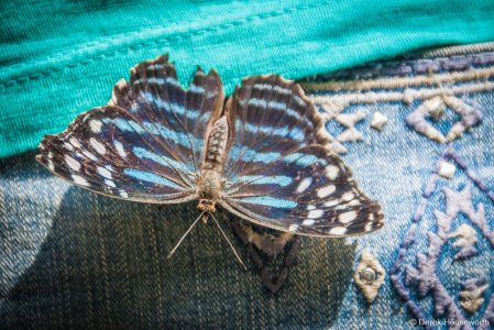 Metallic Blue Wave Butterfly
