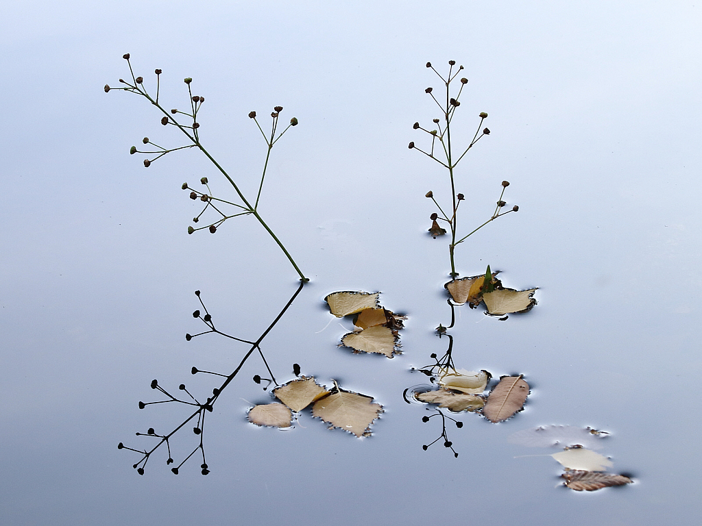 Water plantain and fallen leaves