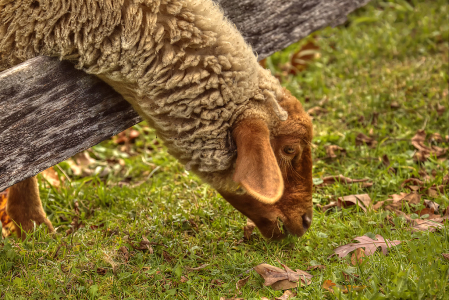 Grass is Greener on the Other Side