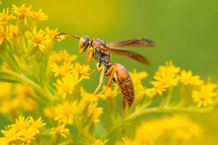 The Shy Paper Wasp
