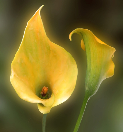 Yellow Callas
