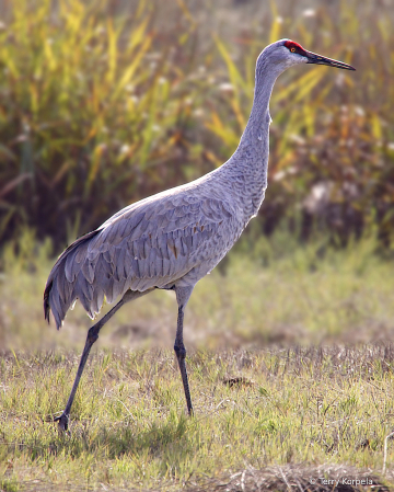 Sandhill Crane