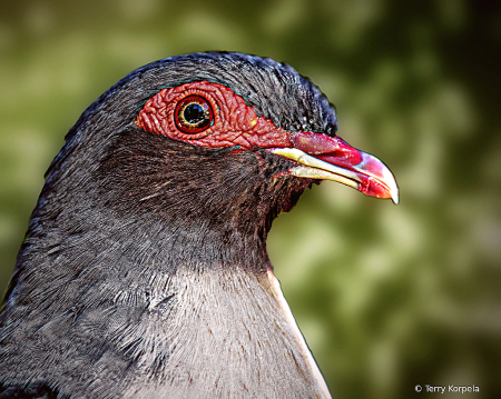 Papuan Mountain-pigeon