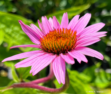 Late Summer Bloomer