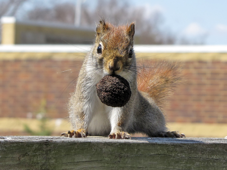 Having a Nut