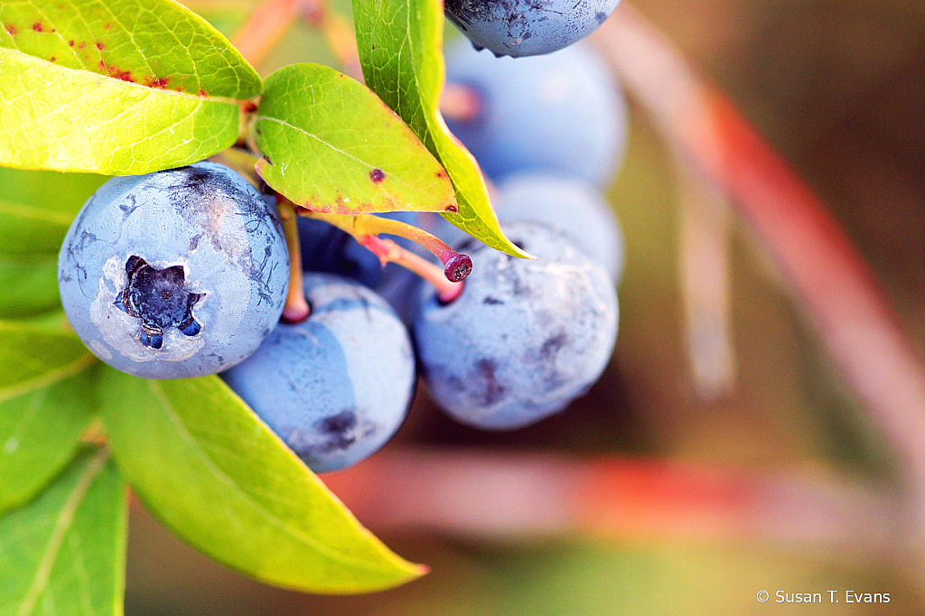 Growing Blueberries