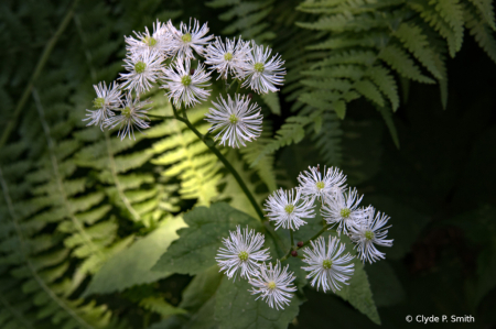 False Bugbane