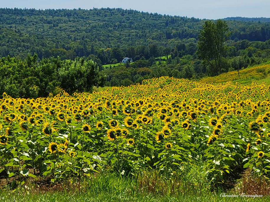 Sunflowers