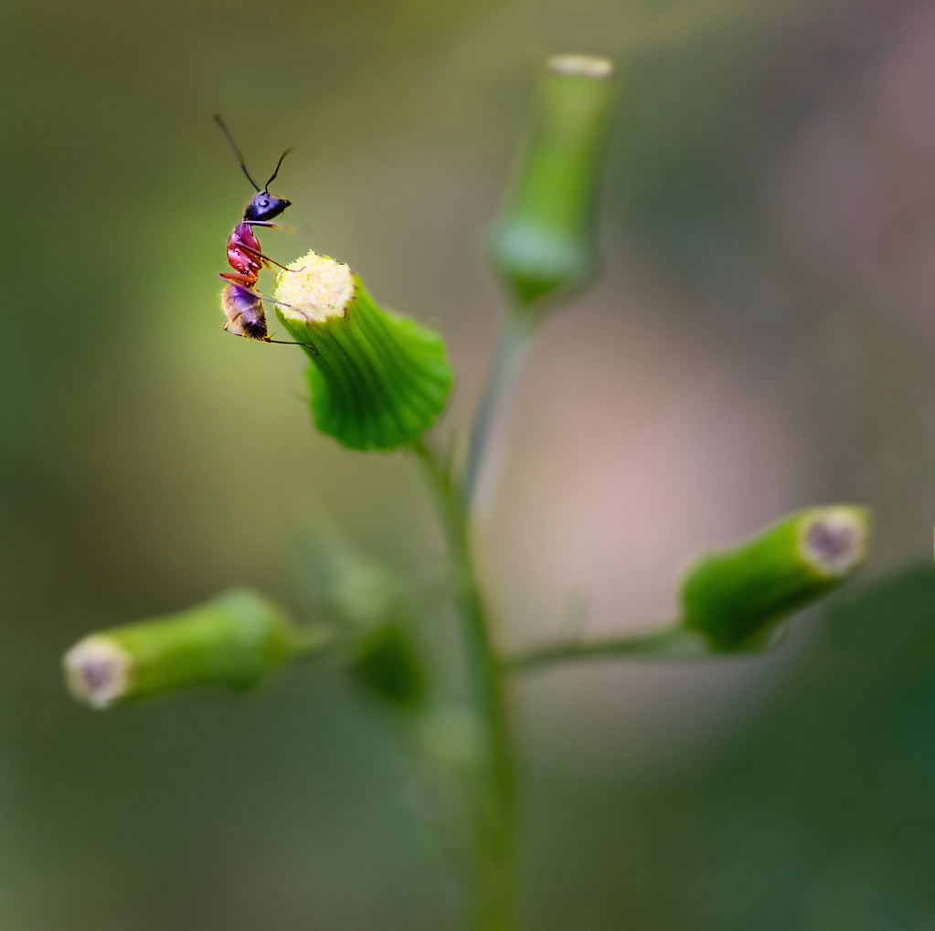 Ant on a Wildflower
