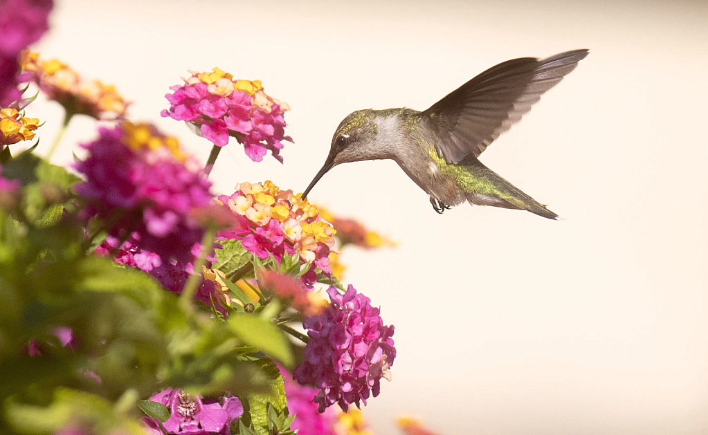 hummingbird and flower