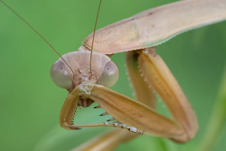 The Shy Praying Mantis