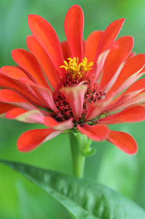 Orange Zinnia