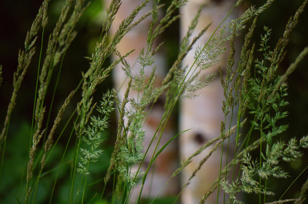 Wild native grass and birches